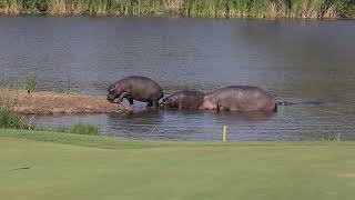 Hippos at the Skukuza Golf Club May 2024 [upl. by Aedni]