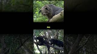 Binturong animalshorts shorts binturong bear wildlifeanimals nature uniqueanimal animal [upl. by Ileak375]