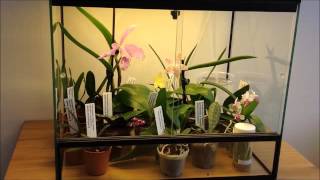 Vivarium Terrarium Orchidarium Orchidejoslt 3 [upl. by Krishnah141]