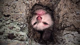 A playful stray cat got trapped while crossing a drain her desperate cries heard by a passerby💔 [upl. by Martha57]