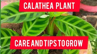 Calathea prayer plant  care and tips with complete informationAll about Calathea ytvideo [upl. by Jat]