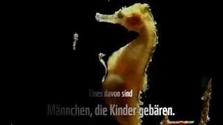 Wunder der Meere – Seepferdchen [upl. by Winson]