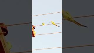 Parrots walk on electric wires  villagelife [upl. by Hamlet]