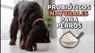 ¿Cuáles son los MEJORES PROBIÓTICOS para PERROS 🧫🐕 BENEFICIOS y PARA QUÉ SIRVEN [upl. by Veats]