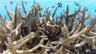 Snorkeling in Fulaga Fiji [upl. by Harriman]