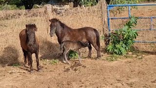 Javali não correu  Cães de Caça  Parte 01 [upl. by Steffie766]