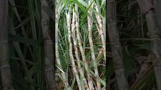 sugarcanejuicewithoutsugarcane farming sugarcanejuice agriculture pleasesubscribe sugarcane [upl. by Ditmore]