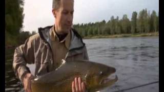 Extremely nice trout catched in Sweden Klarälven Forshaga [upl. by Herra611]