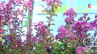 Jardin  Lagerstroemia ou Lilas des indes  20150717 [upl. by Carroll]