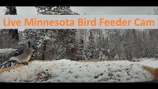 Watch Birds ❤️ MN Bird Feeder Cam [upl. by Alvita]