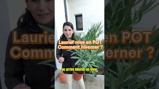 Comment hiverner un laurier rose en pot jardin plant laurier flowers hiver froid november [upl. by Jaban]