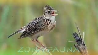 Alaudidae  burung branjangan spesifikasi  persebaran musim kawin jenis kelamin  suaraburung [upl. by Kenay]