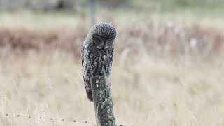 A great gray owl listening for voles [upl. by Harland]