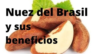 NUEZ DEL BRASIL Y SUS BENEFICIOS [upl. by Tidwell509]