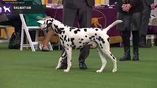 Dalmatians  Breed Judging 2020 [upl. by Cirnek576]