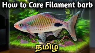 How to Care Filament barb  Dawkinsia filamentosa  Tamil [upl. by Fara]