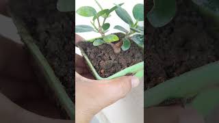 Ficus microcarpa garden nature bonsai [upl. by Lered612]