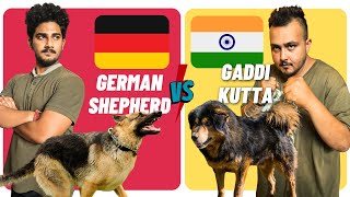 Gaddi Kutta vs German Shepherd  Indian Dog vs German Dog  Dog vs Dog In Hindi [upl. by Norwood]