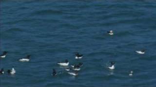 Puffins with raft of Razorbills [upl. by Chelsey]