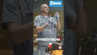 Cat Health Issues 4 Hyperthyroidism Explained [upl. by Bevon609]