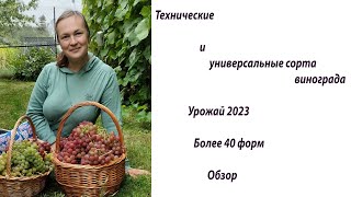 Технические и универсальные сорта сезон 2023 Большой обзор [upl. by Dorothee]