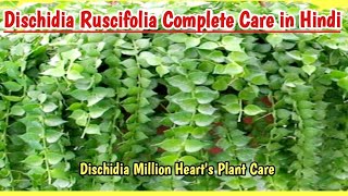 Dischidia Ruscifolia Plant Complete Care Guide  Dischidia Million Hearts plant  Gardening Tips [upl. by Krista374]