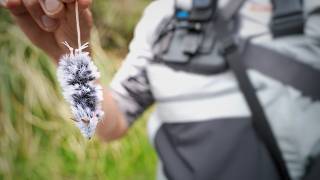 Fly Fishing For Big Trout With MOUSE FLIES [upl. by Ennaehr]