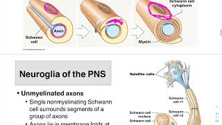 05 Neuroglia PNS and Myelin Formation [upl. by Akienat878]