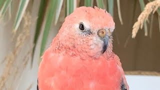 Rosey Bourke Parakeet imitating me😍 [upl. by Sondra643]