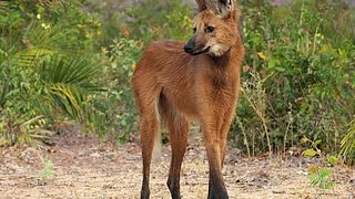 Гривастый волк  Maned wolf Энциклопедия животных [upl. by Boccaj]