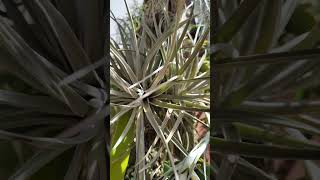 Tillandsia Pohliana Bromeliacea airplants plantasdecasa jardim gardenlove shorts [upl. by Akemrehs]