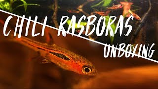 Chili Rasboras from Rachel Oleary  UNBOXING [upl. by Nednarb]