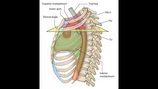 Sternal Angle of Louis [upl. by Bara466]
