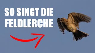 Feldlerche  Vogelstimmen lernen [upl. by Emmerich]