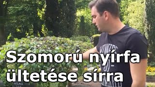 Szomorú nyírfa Betula pendula Youngii ültetése sírra [upl. by Ellenehs]