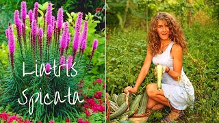 Ya beauty Planting Liatris Spicata bulbs for a summer bloom [upl. by Whitcomb]