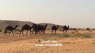 هوبال  عيا وانا انهاه  سلطان بن شويمي ال روق [upl. by Tnomal262]