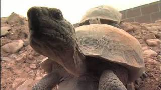 The Heat is On Desert Tortoises amp Survival Part 1 of 4 [upl. by Ninnahc]