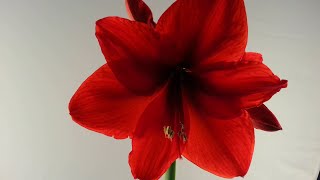 Time Lapse Giant Amaryllis  10 days in 1 minute 30 seconds [upl. by Eulalee890]