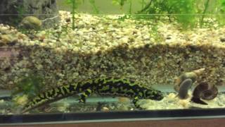 Triturus marmoratus [upl. by Leirad336]