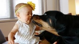 Rottweiler Protects Baby Compilation [upl. by Tap]