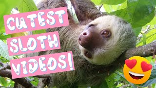 Cutest Sloth Videos Compilation  Cutest Animals Ever [upl. by Noitsirhc167]