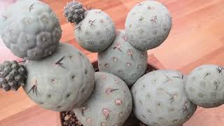 Tephrocactus Ceometricus Cactus [upl. by Harwin703]