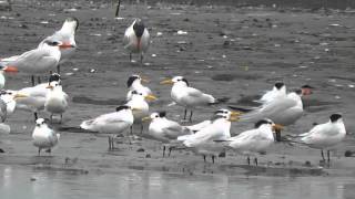 Royal Caspian and Sandwich Terns Kartong The Gambia 20th November 2013 [upl. by Ailefo]