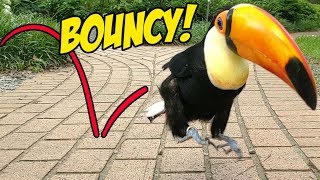 Toucan Hops to Cure Your Depression An ADORABLE Montage [upl. by Nawj464]