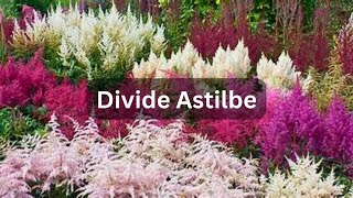 How To Divide Astilbe [upl. by Solakcin116]