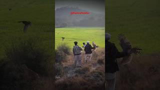 Eagle Attack On Francolin  Francolin Hunting with Goshawk  Falconry in the field eaglehunters [upl. by Allecnirp]