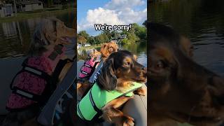 Were not sorry for being cute 🤣 barking wienerdog lovemydog lake [upl. by Allimaj362]