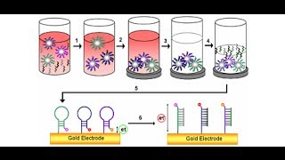 DNA Detection method [upl. by Hilda]