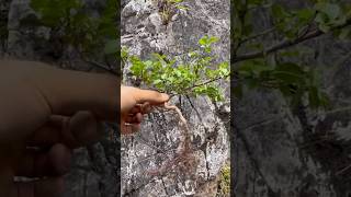 How to get a bonsai tree yamadori on rock 분재 [upl. by Cenac746]